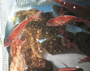 活きのいい鯛や鮃